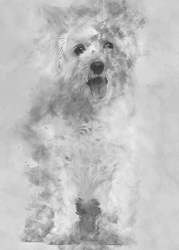 Maltese dog 3 years old si