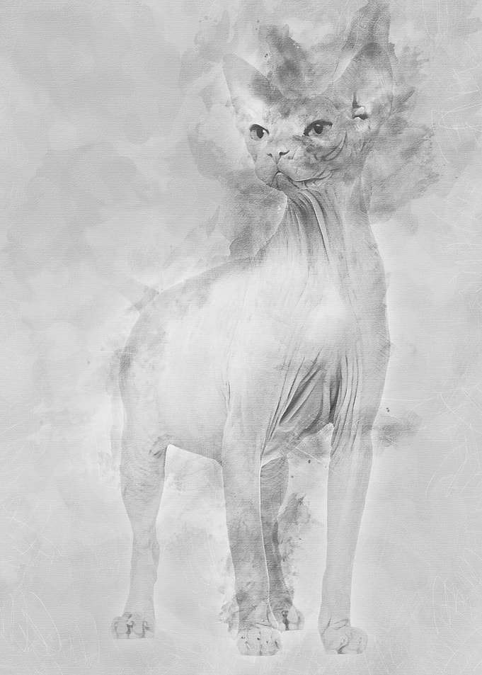 Sphynx 4 years old against