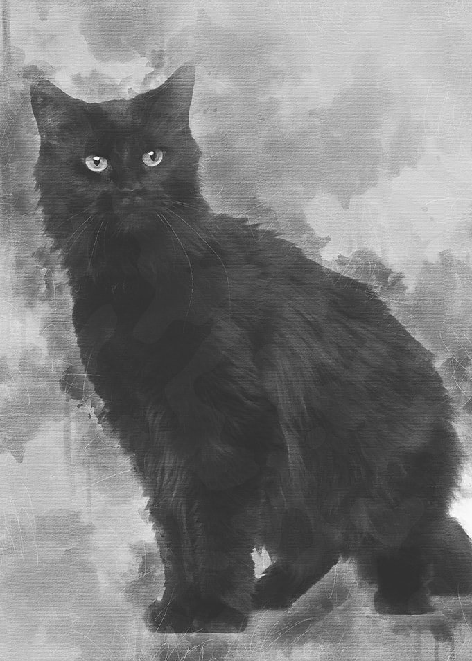 Maine coon 3 years old sit