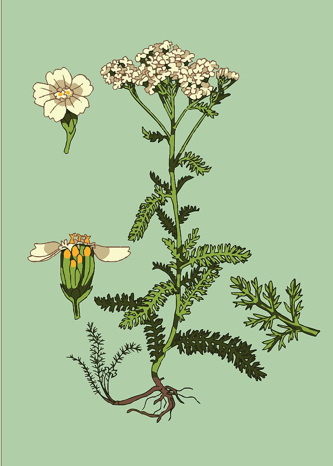 Yarrow