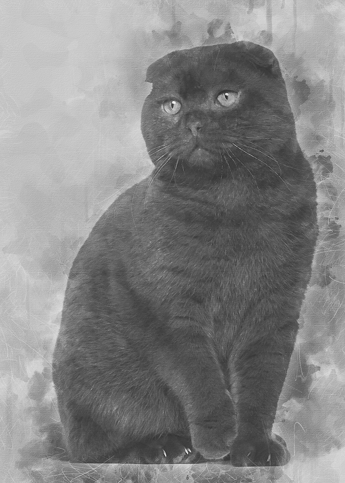 Scottish Fold cat 1 year o