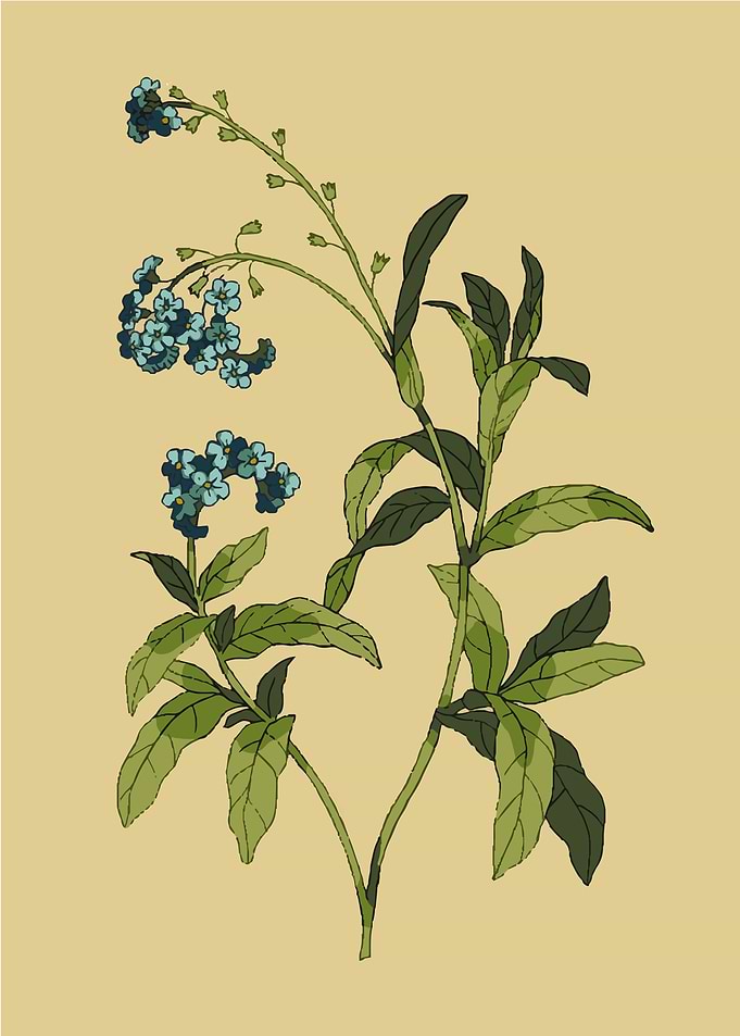 Forget me not