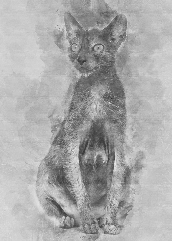 Lykoi cat also called the