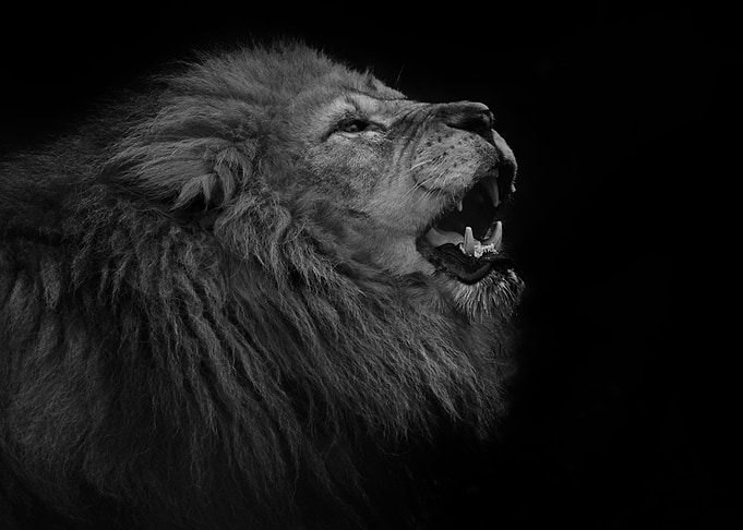 Lion roar