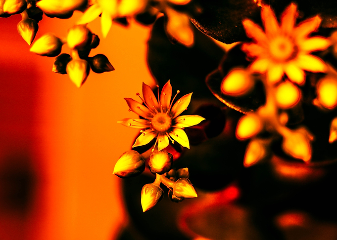Aeonium Fire 1