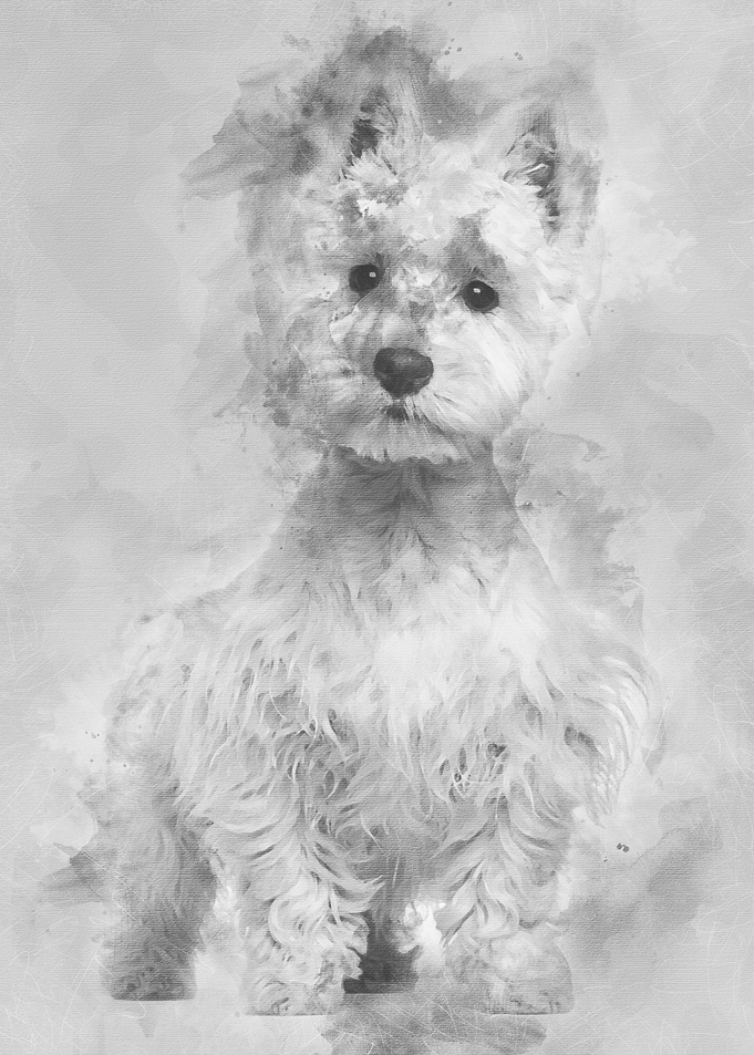 West Highland White Terrie