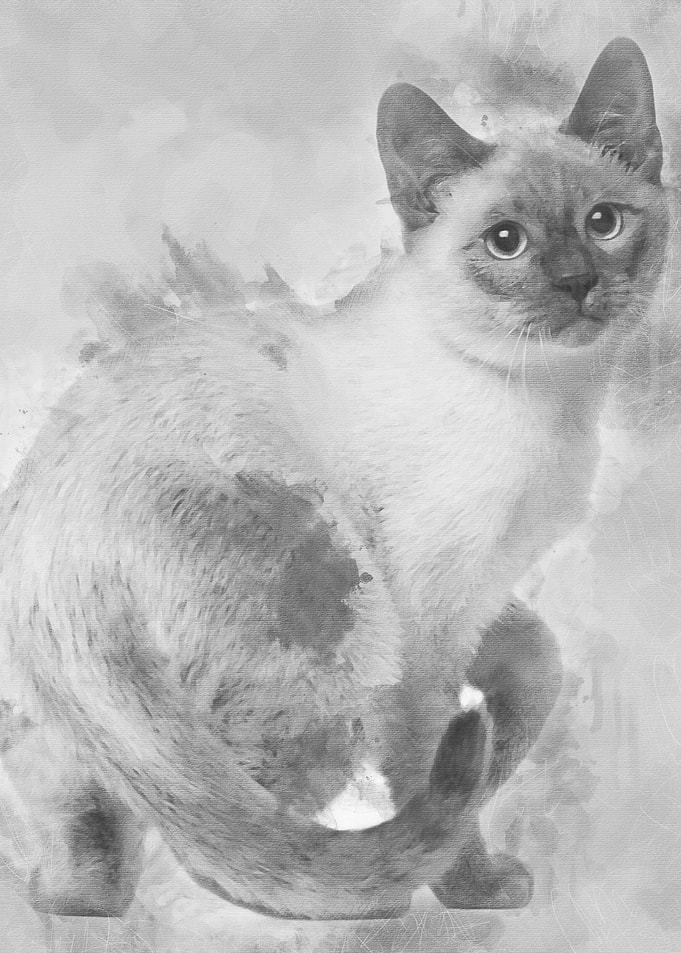 Thai kitten 4 months old s