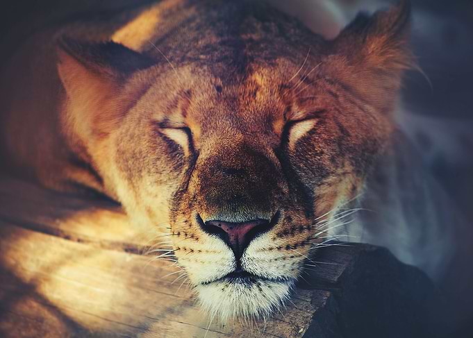 Sleeping lion