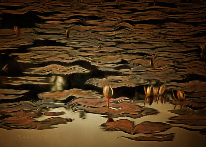 Sunset Water Lilies