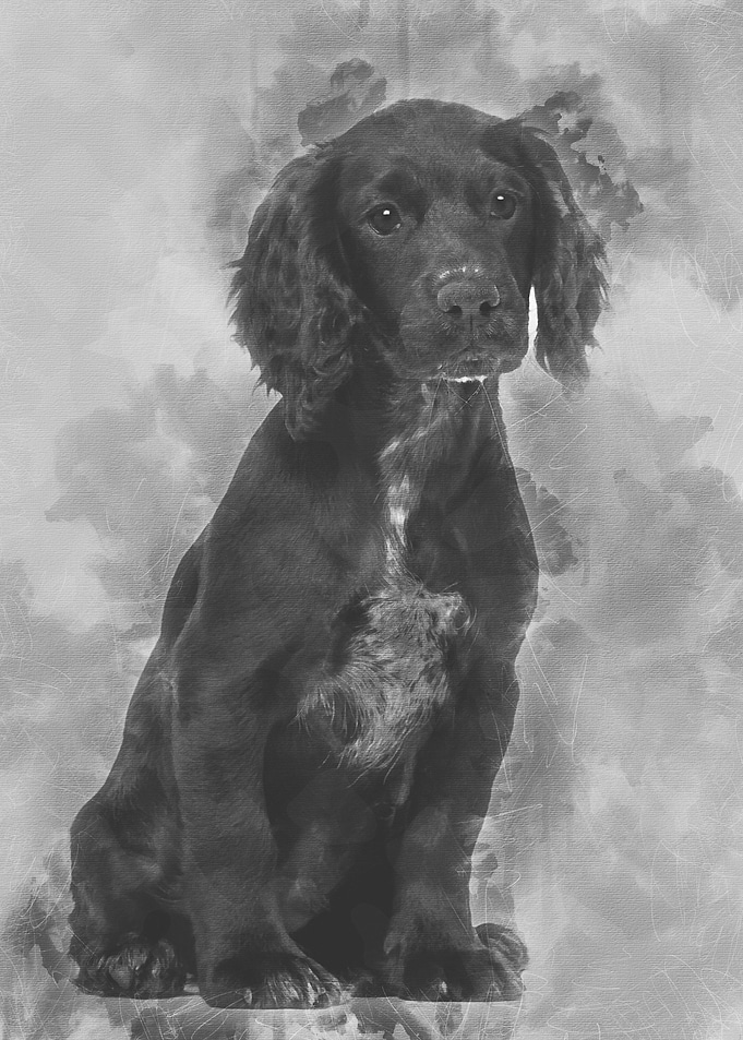 Working Cocker Spaniel sit