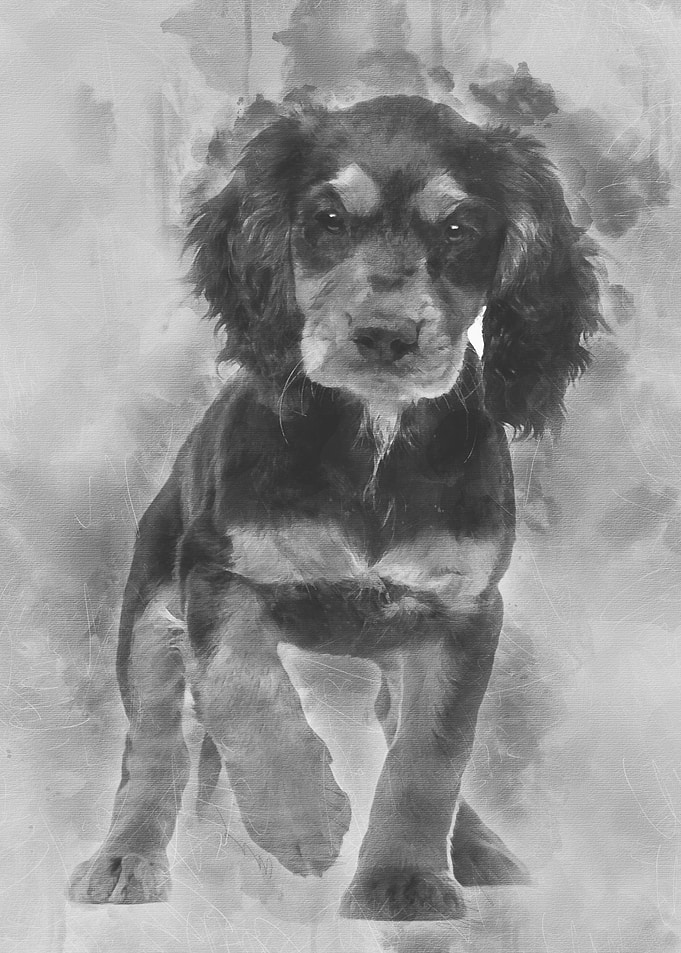 Working Cocker Spaniel 10