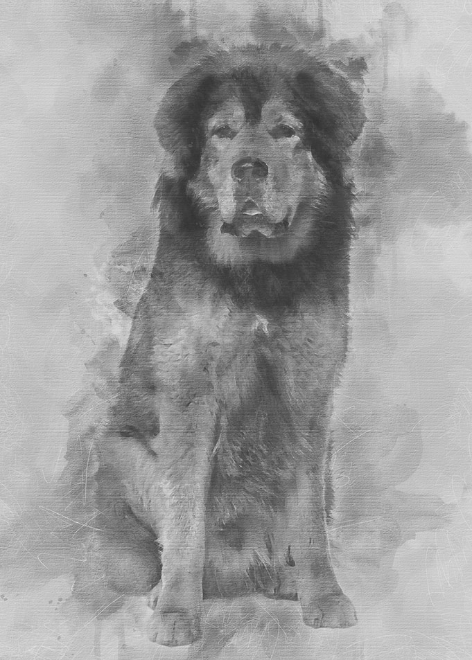 Tibetan mastiff 3 years ol