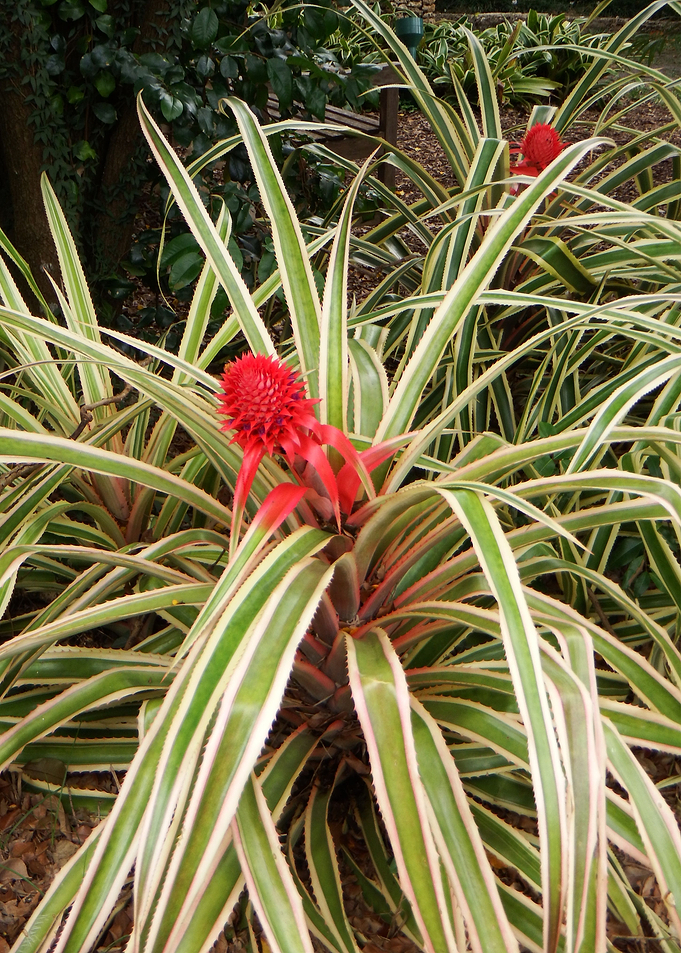 Plant With Pop Of Red