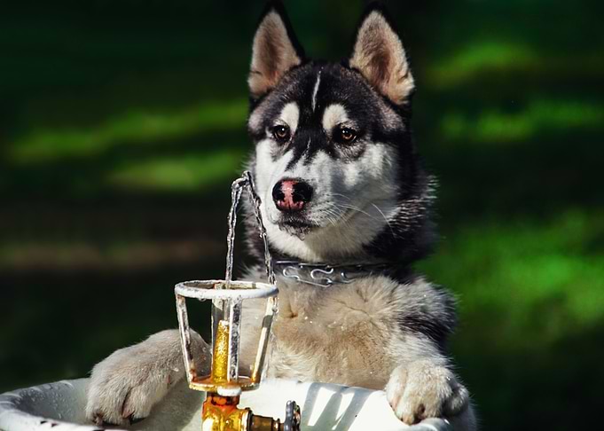 Husky