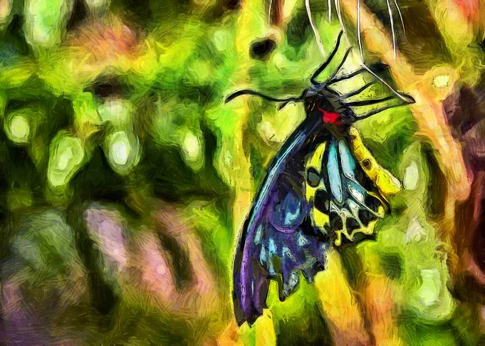 Brushstroke Butterfly