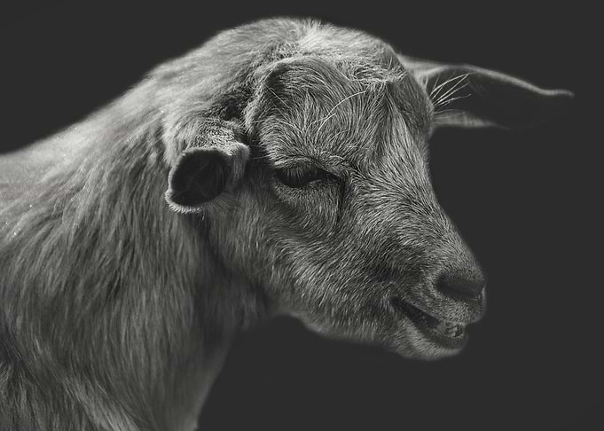 Portrait of a lamb