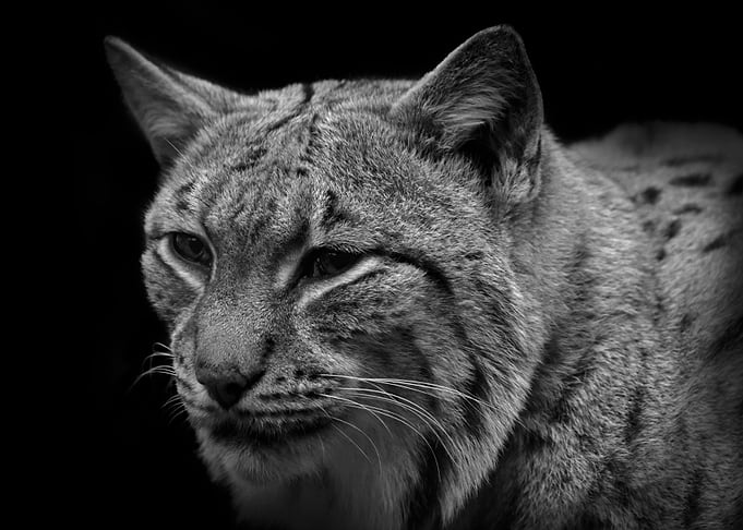 The Lynx Effect