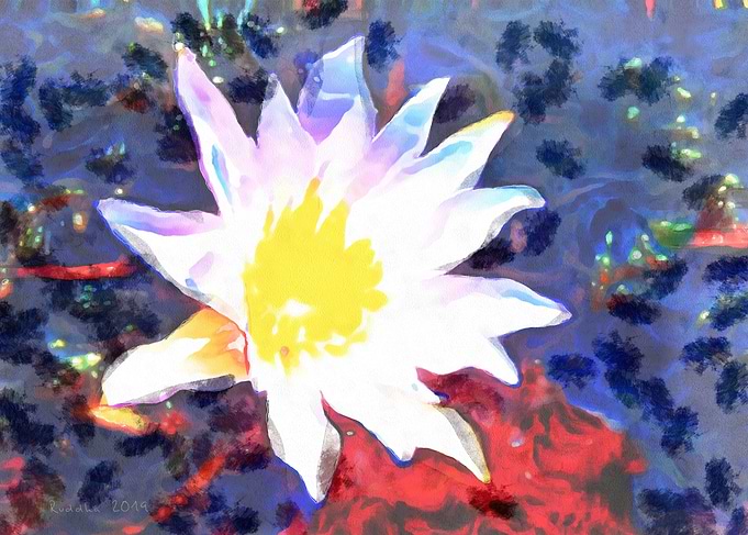 Blue Red Water Lily