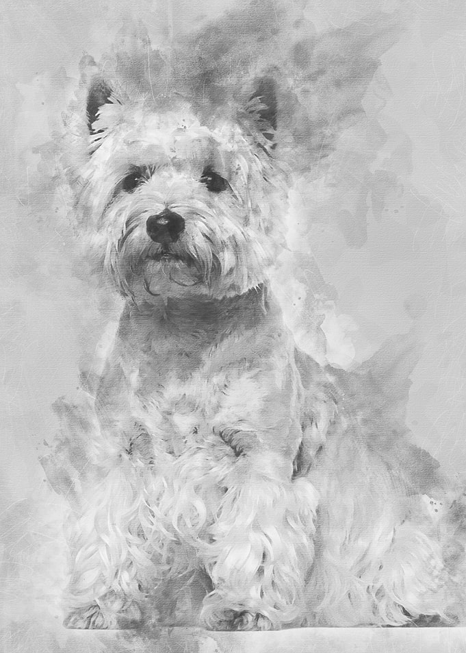 West Highland White Terrie