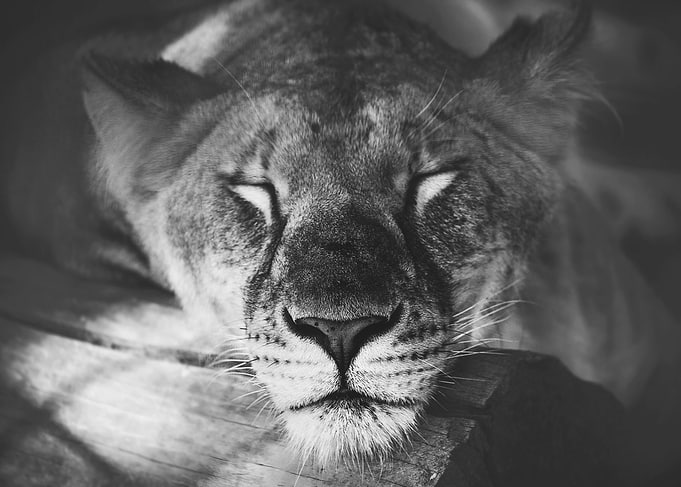 Sleeping Lion