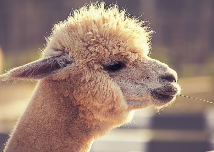 Portrait of a LLama