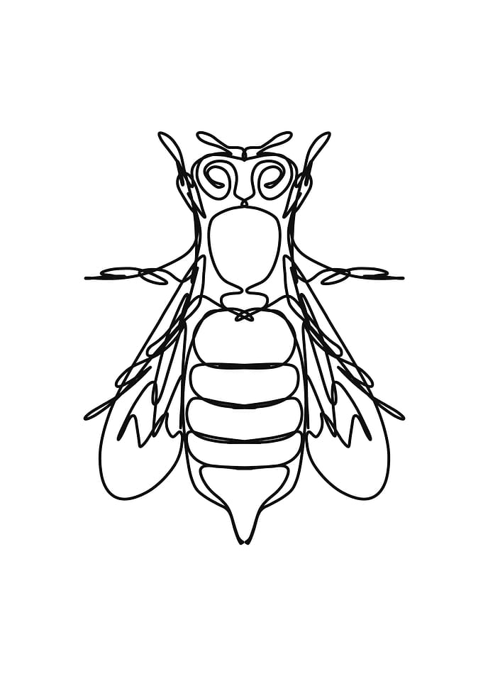 minimalist insect in linea