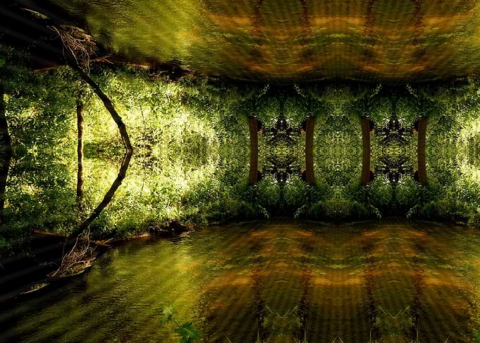 Forest fractal
