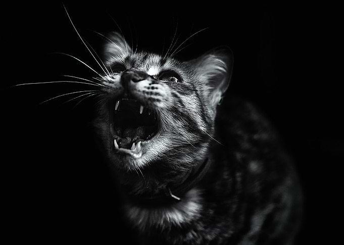 ROAR