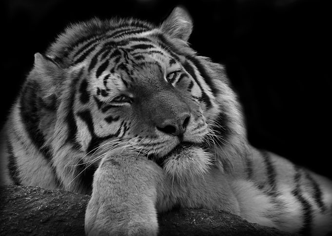 Catnap