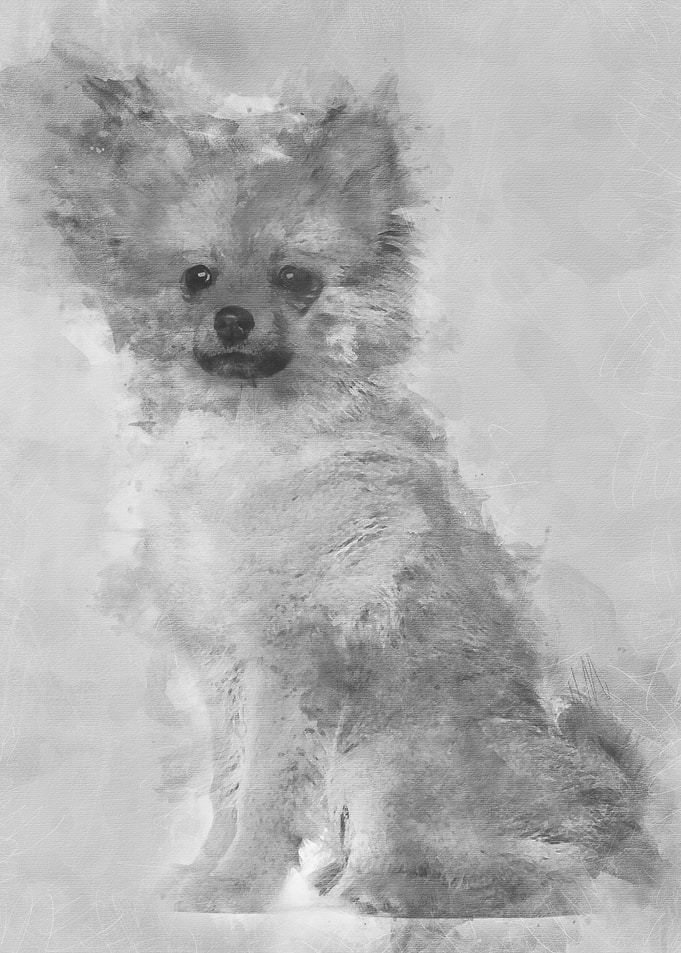 Spitz puppy 3 months old s