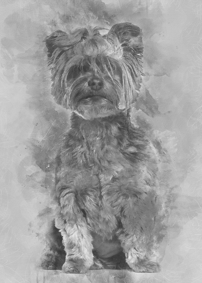 Yorkshire Terrier sitting