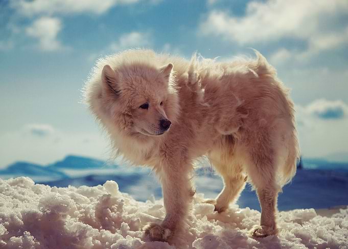 White Fluffy Dog