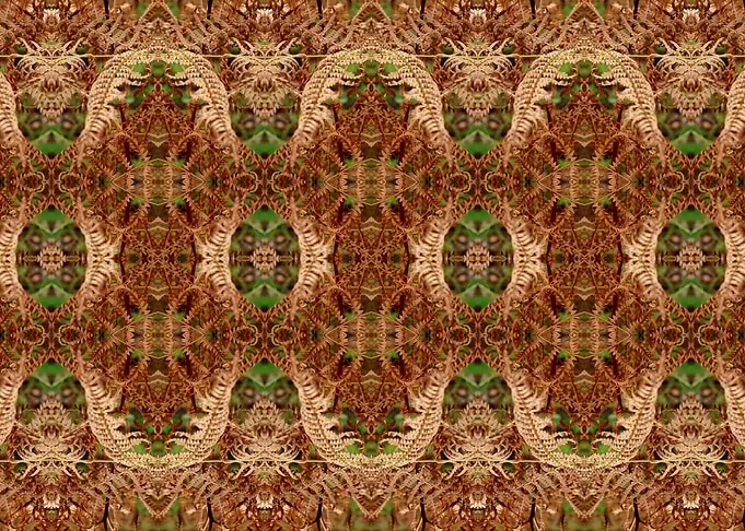 Fern geometry