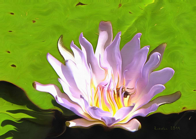 Pink Water Lily with a Bee