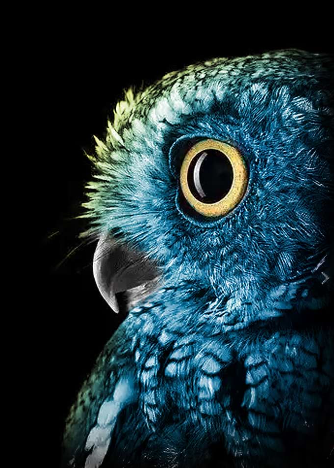 Dark Blue owl