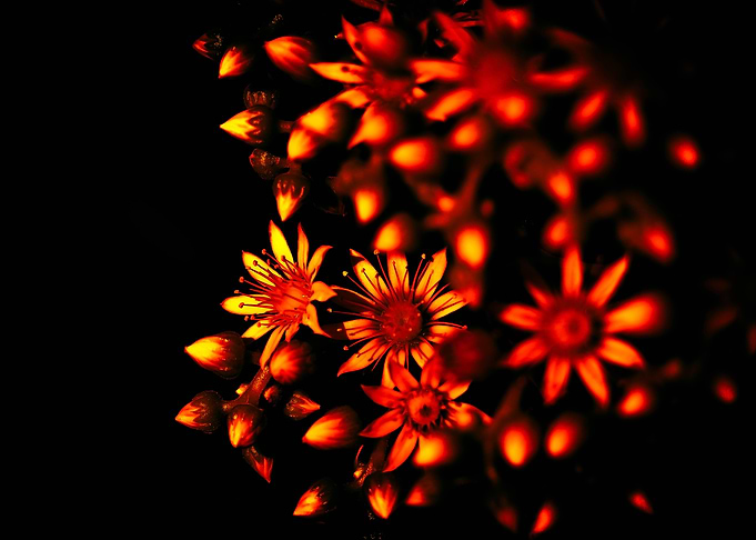Aeonium Fire 3