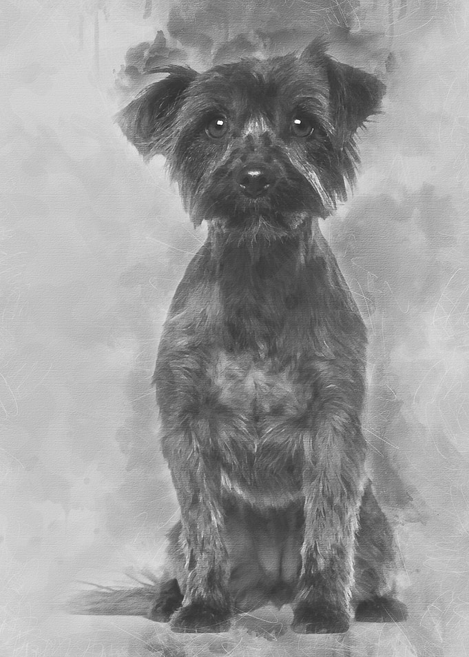 Yorkshire Terrier 2 years