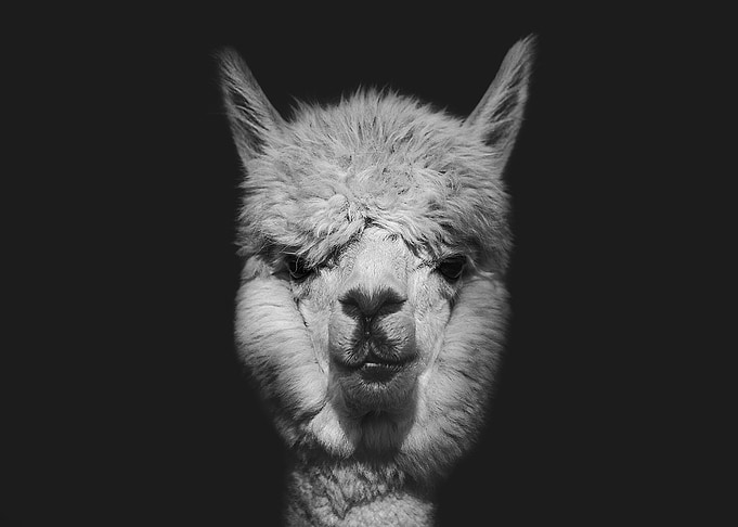Portrait of a LLama