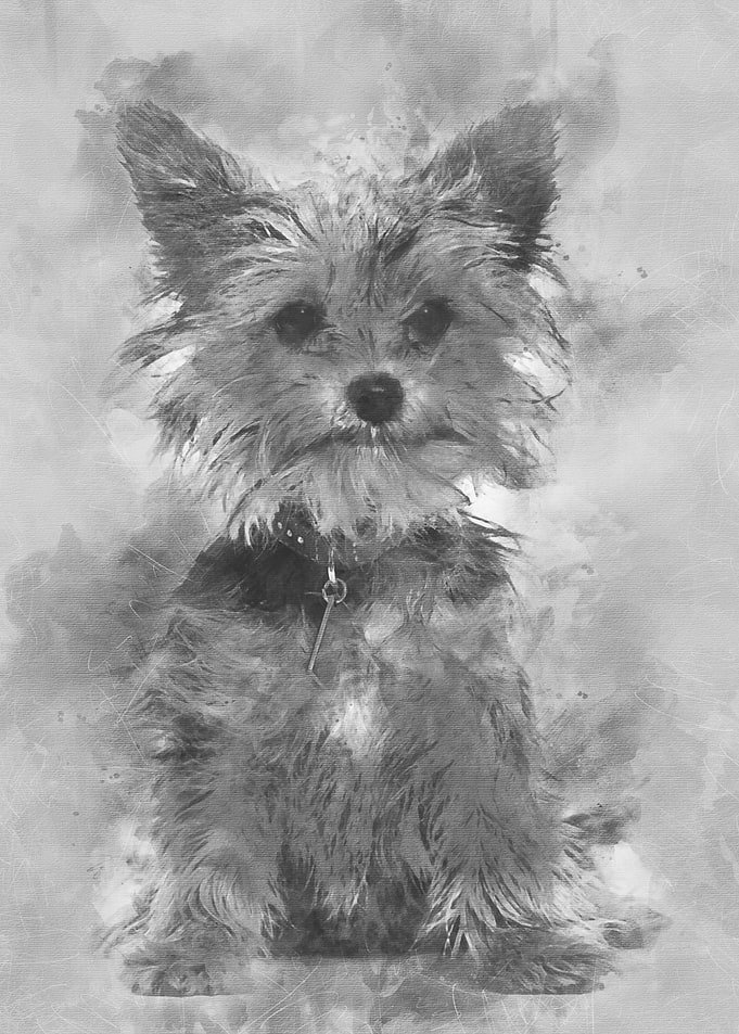 Yorkshire terrier puppy si