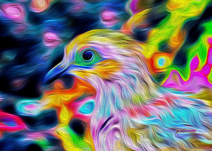 Raimbow Dove