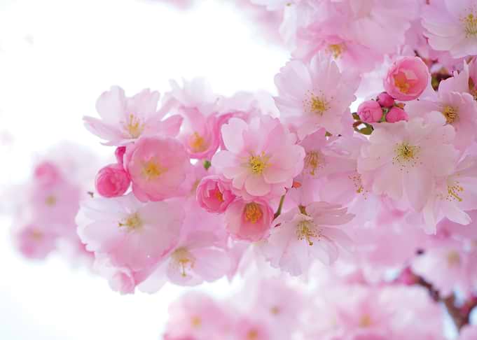 Japanese Cherry Trees