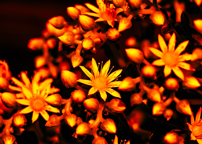 Aeonium Fire 2