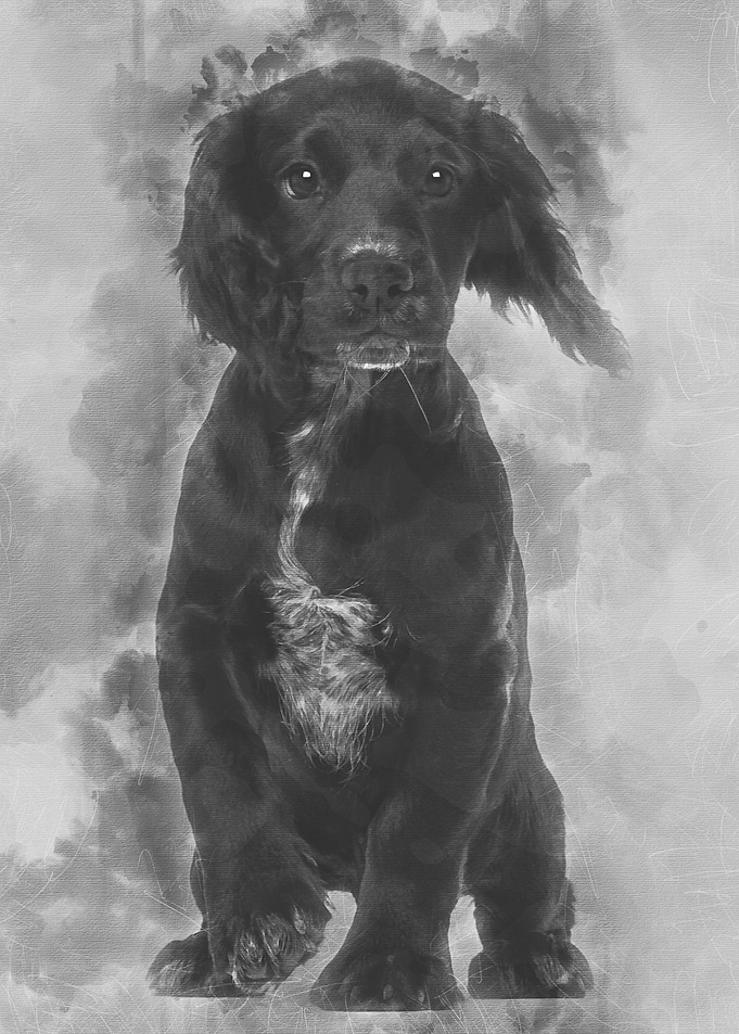 Working Cocker Spaniel aga