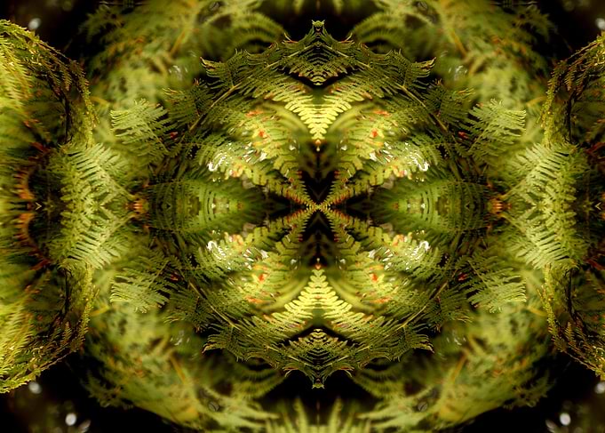 fern geometry