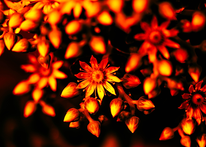 Aeonium Fire 4