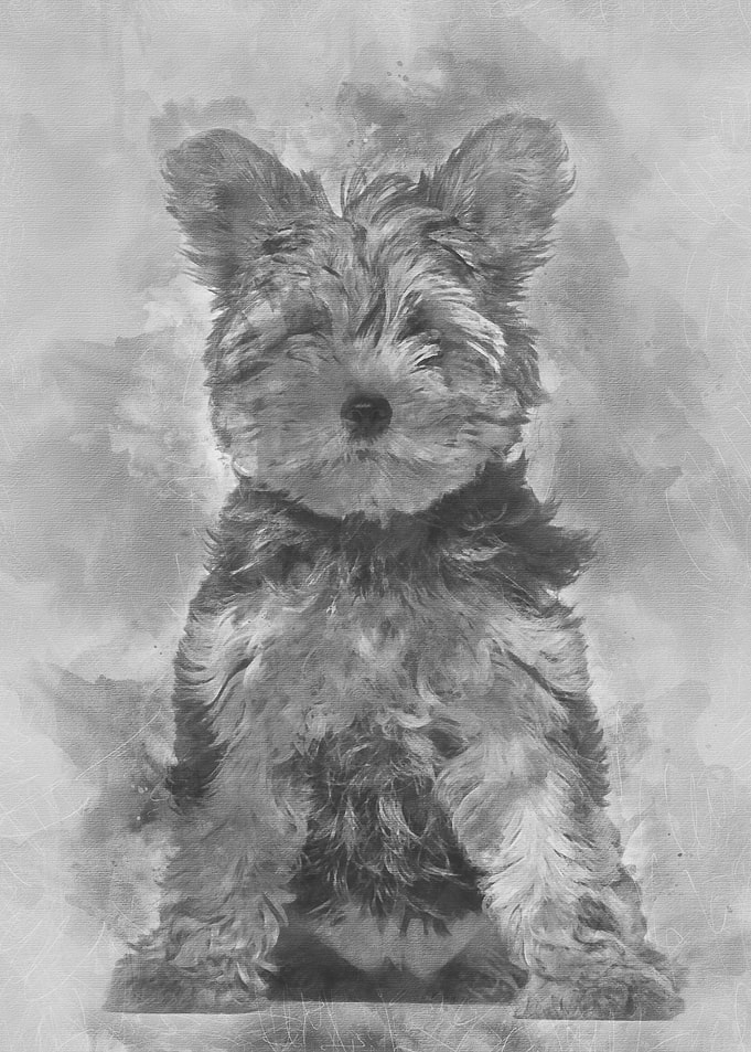 Yorkshire Terrier puppy 3