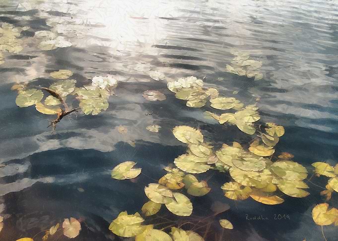 Just Lily Leaves