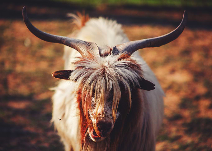 Horns