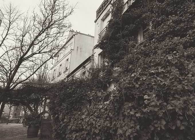 Ivy eating a house