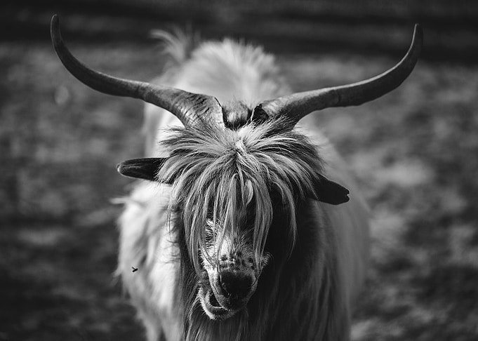 Horns